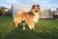 JOFREY GOLD z Vesničky u hranic