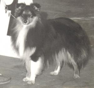 Jomah's Black Sir Teik