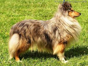 JULIETA BLUE Slapská alej