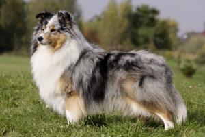 Käpäläkoplan Moonstone