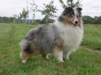 Käpäläkoplan Moonstone