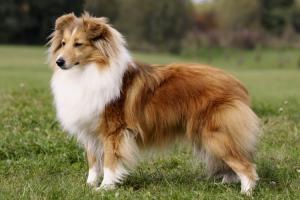 Kassandra z Heřmanova dvora