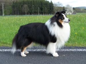 Katiedale Ace of Spades