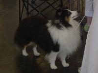 Katiedale Ace of Spades