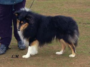 Kenneth ze Shetlandů