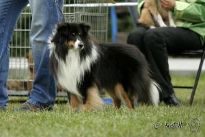 KIMI ze Zlaté hvězdy