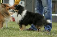 KIMI ze Zlaté hvězdy