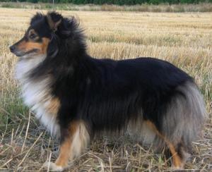 Klarissa ze Shetlandů