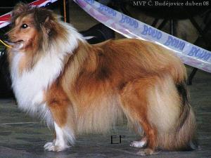 LAURA LEI GOLD Šerlův dvůr