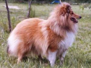 Leydy Hlinecký svah