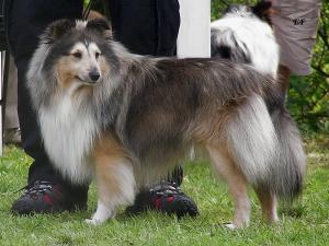 LITTLE LEO GOLD z Benešovské zahrady