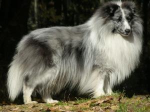 Lonestar's Shone Bi Dezine