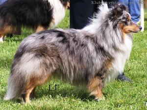 Lukas z Karlova hrádku