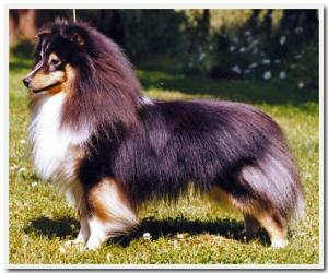 Lundecock's Xit from Hell