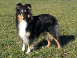 MAGGIE-JANE ze Shetlandů