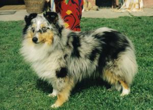 Malomvölgyi -Parkerdösi Moonlighting