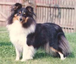 Marklin Wild Gypsy at Tegwel