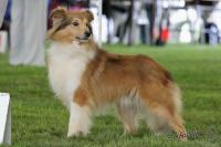 Markýz ze Souhvězdí Orionu