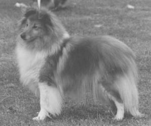 Marnham Melady at Arcot