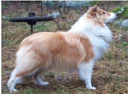 Mellsjöhögda's Velvet Rose