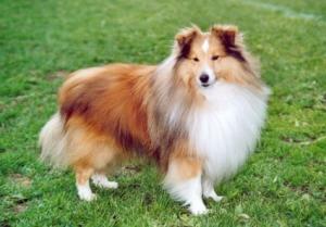 Milesend Dancing Major