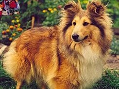 MISS ELLIE ze Shetlandů