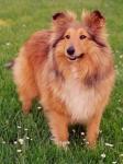 MISS ELLIE ze Shetlandů