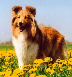 Moorwood Theme of Magnificent Glory