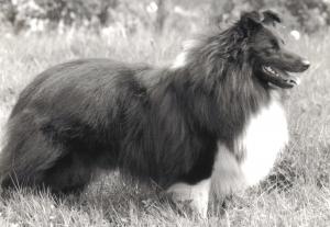 Mossmill Magpie from Valjon