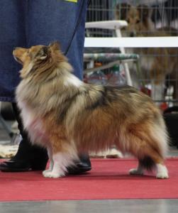 NELA VALENTINE Smaal Kim