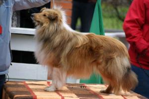 Nenscheri Šerlův dvůr