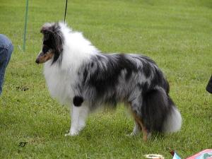 NIFTY MERLIN z Ďáblovy studánky