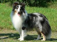 NIFTY MERLIN z Ďáblovy studánky