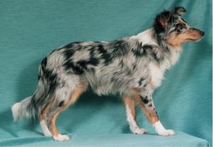 NINA-ROSA ze Shetlandů