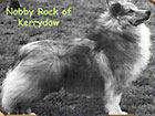 Nobby Rock of Kerrydaw