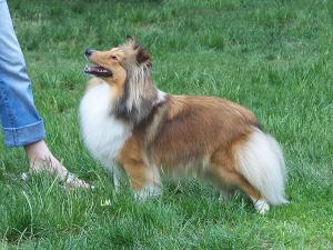 NOBLESSE GOLD Moravia Classic