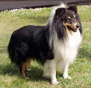 NOBODY MORE Bohemia Platina