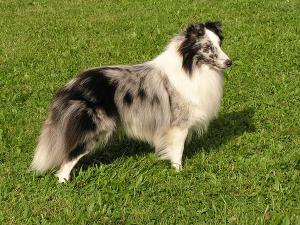 Oliver Twist z Ďáblovy studánky