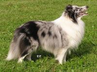 Oliver Twist z Ďáblovy studánky