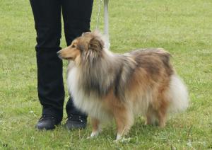 OLIVIE Šerlův dvůr