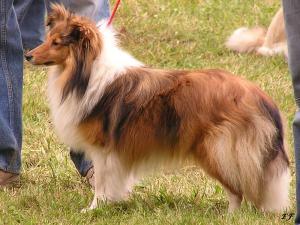 OLIVIE ze Sedlmajerovy vily