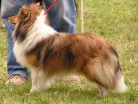 OLIVIE ze Sedlmajerovy vily