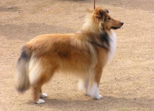 Painted Lady Moravia Classic