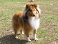 Painted Lady Moravia Classic