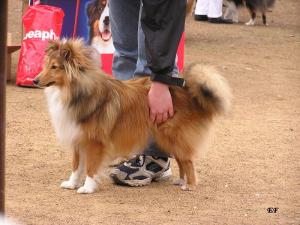 PAPER BOY GOLD Moravia Classic