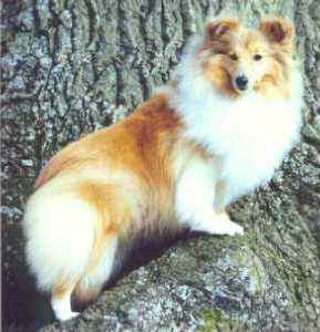 Pepperhill Magic Dream With Mohnese