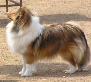 Petite Caline Moravia Classic