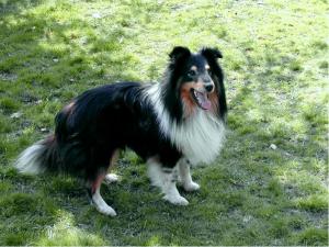 PLUM BRANDY z Arcamony