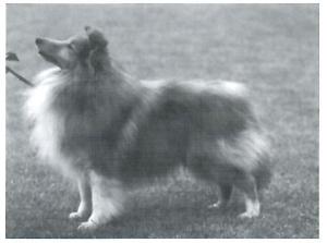 Poulsgaards Elton John