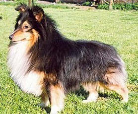 Poulsgaards Eyes Fantasy of Music